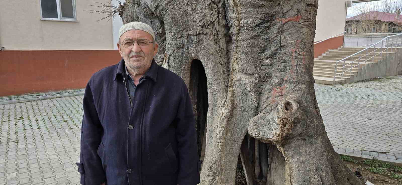 samsunda-asirlik-citlembik-agaci-icin-koruma-cagrisi