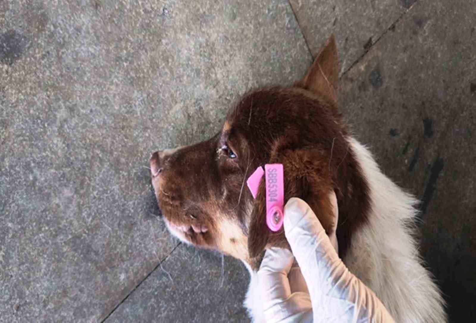 sokak-hayvanlarinin-kisirlastirilmasina-77-milyon-tl-odenek