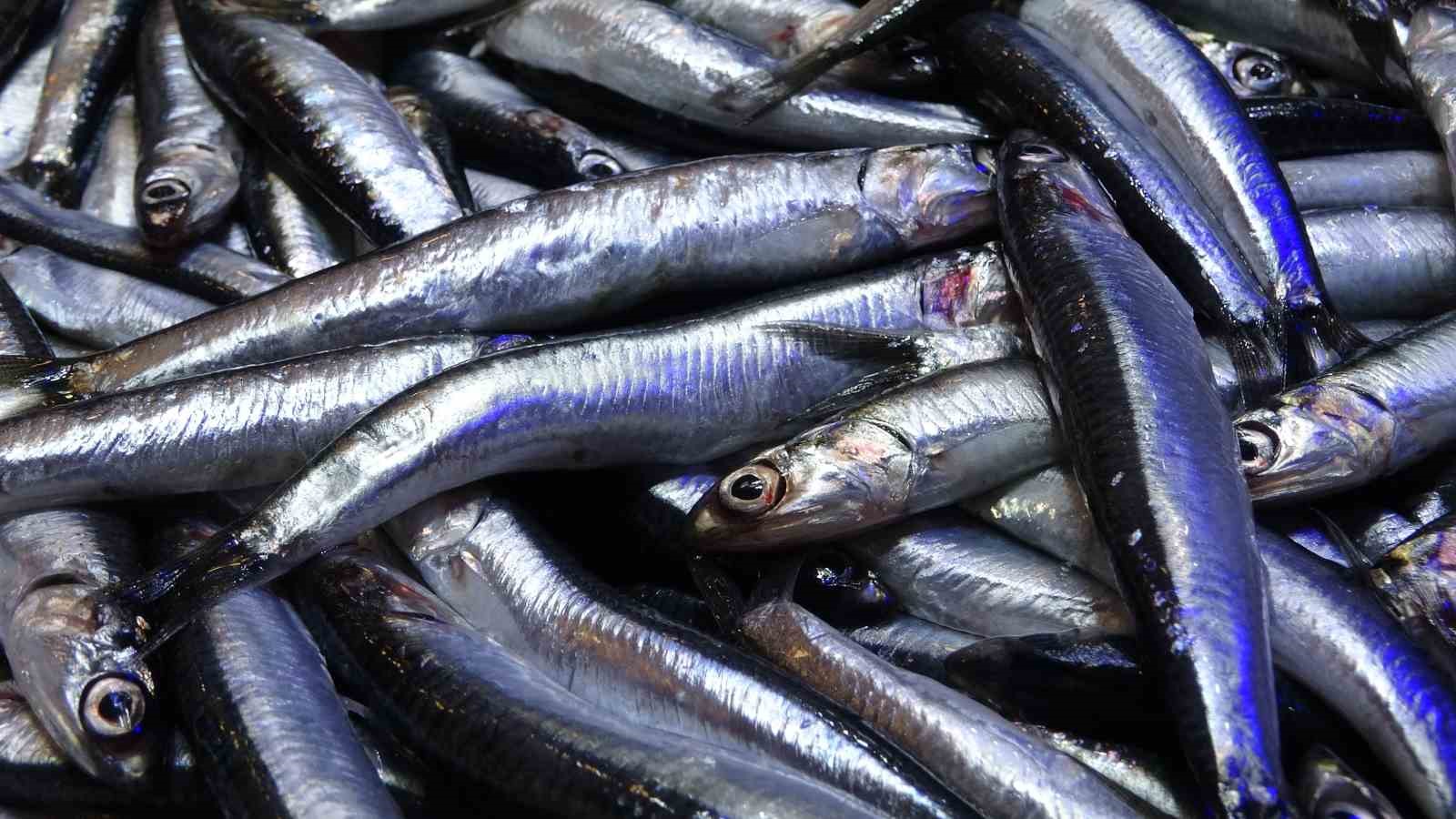 son-yillarin-en-uzun-hamsi-sezonu-yasaniyor