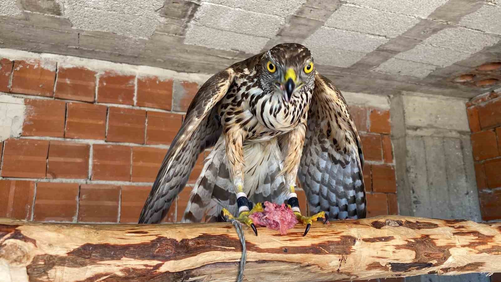 atmacacilik-gelenegi-icin-meclisten-karar-cikti