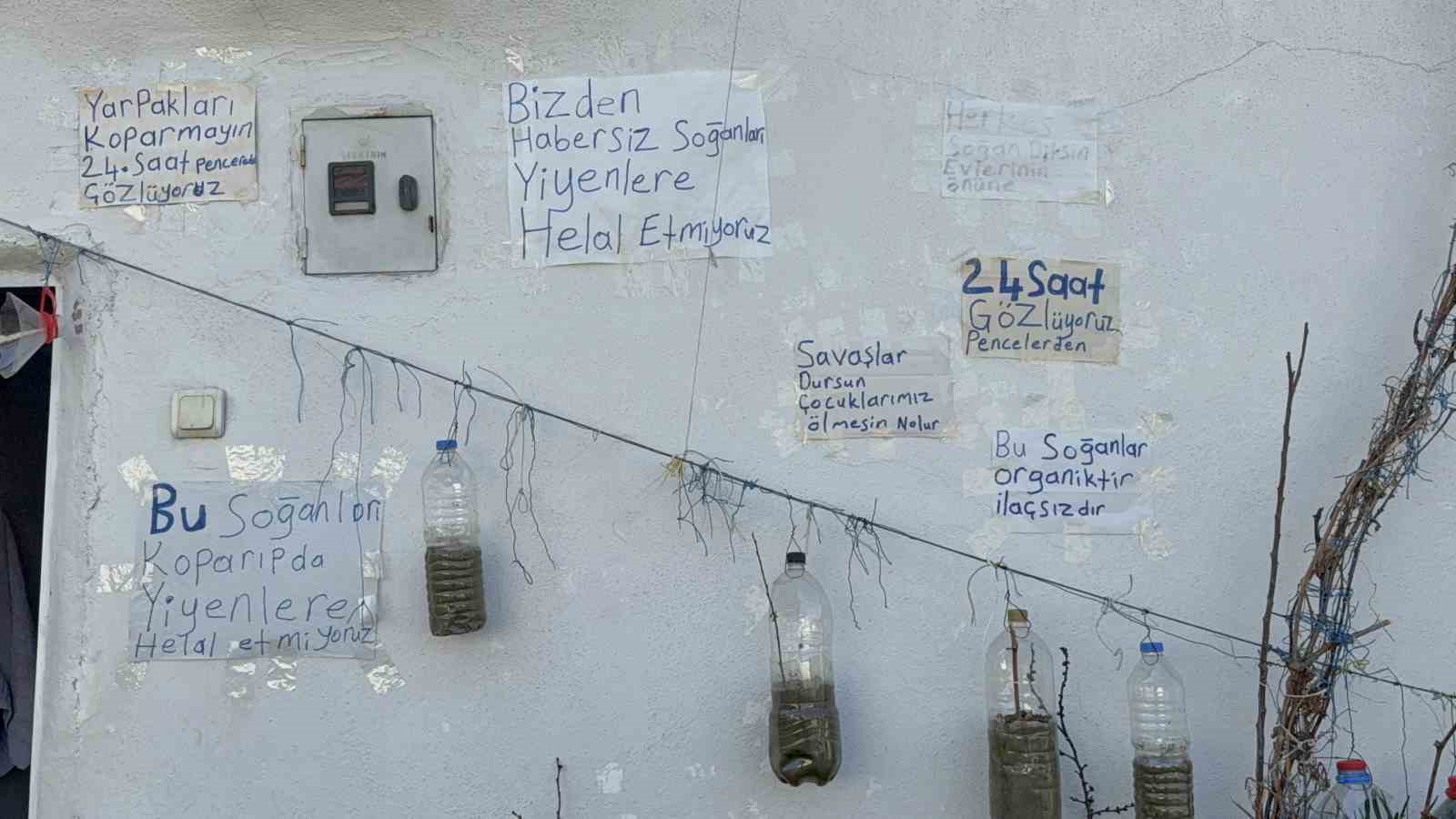 bahcede-yetistiremeyince-cozumu-evinin-duvarinda-buldu