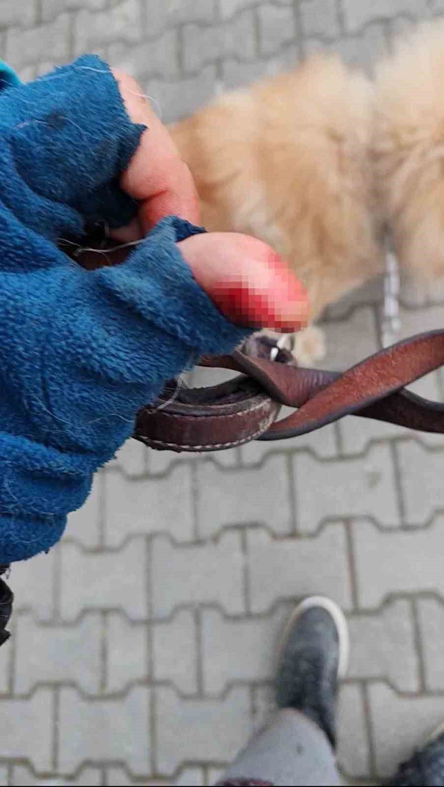 basibos-pitbull-vatandas-ile-kopegine-dehseti-yasatti