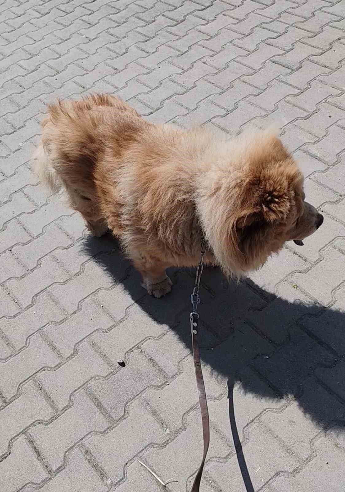 basibos-pitbull-vatandas-ile-kopegine-dehseti-yasatti