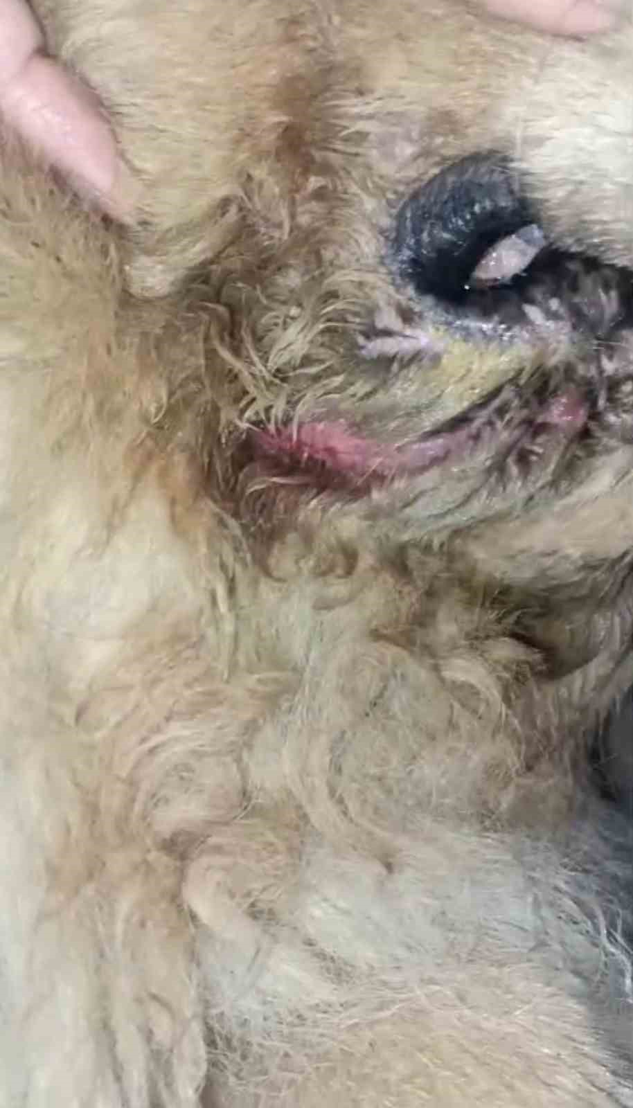 basibos-pitbull-vatandas-ile-kopegine-dehseti-yasatti