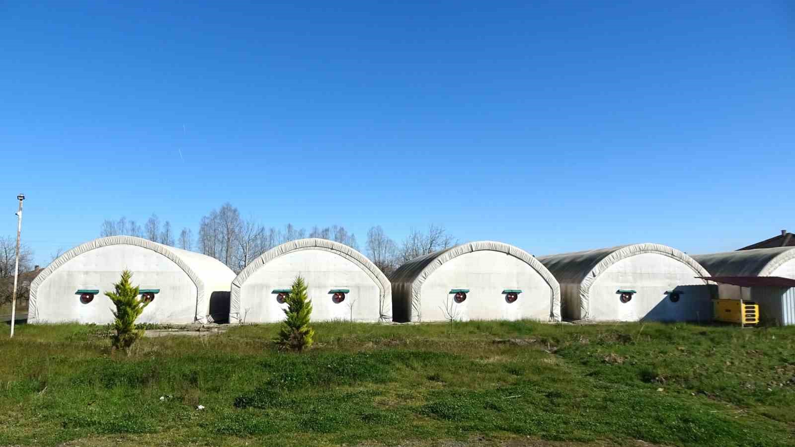 carsambada-istiridye-mantari-uretimi-artiyor