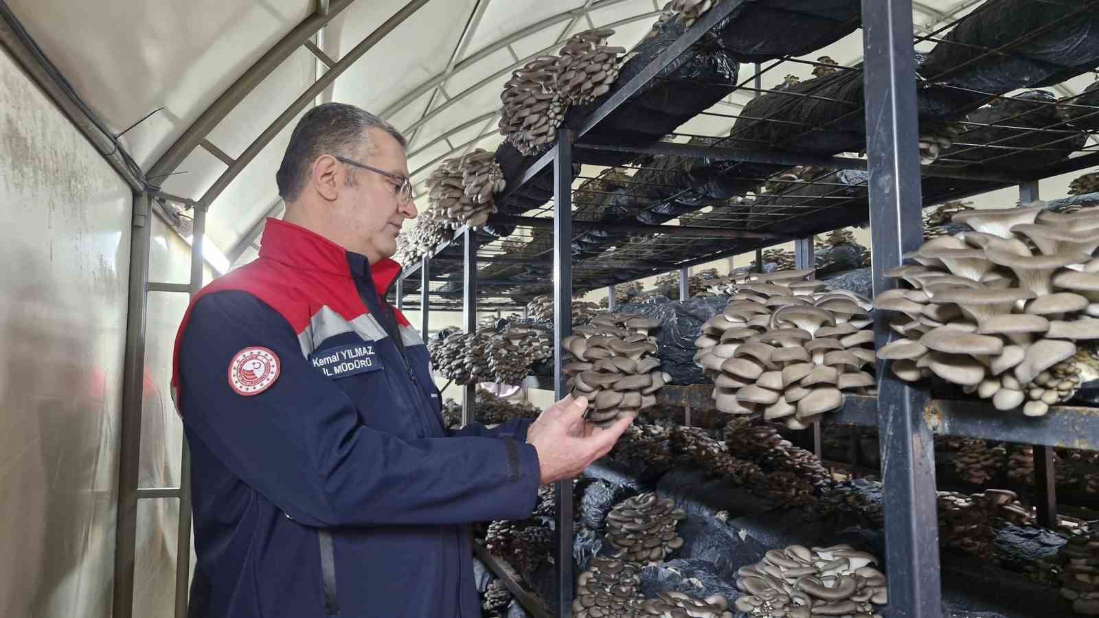 carsambada-istiridye-mantari-uretimi-artiyor