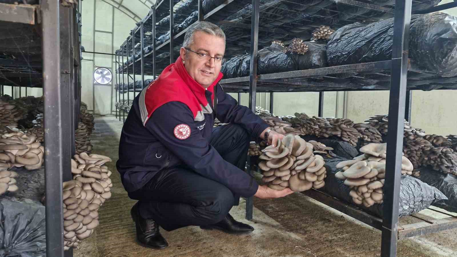 carsambada-istiridye-mantari-uretimi-artiyor