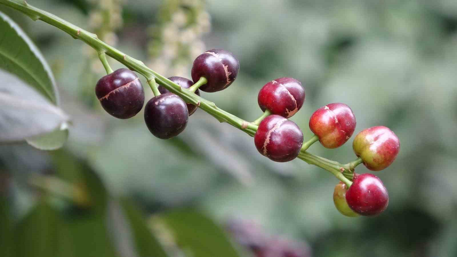 karayemis-agaci-mevsimine-3-ay-kala-meyve-verdi-tadi-cok-guzel