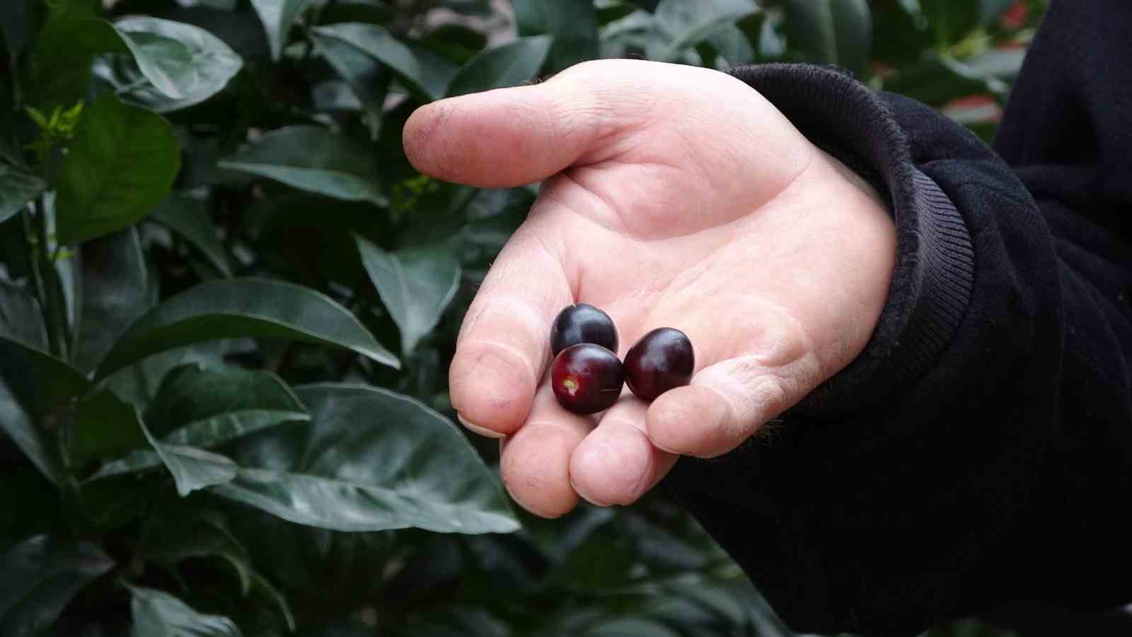 karayemis-agaci-mevsimine-3-ay-kala-meyve-verdi-tadi-cok-guzel