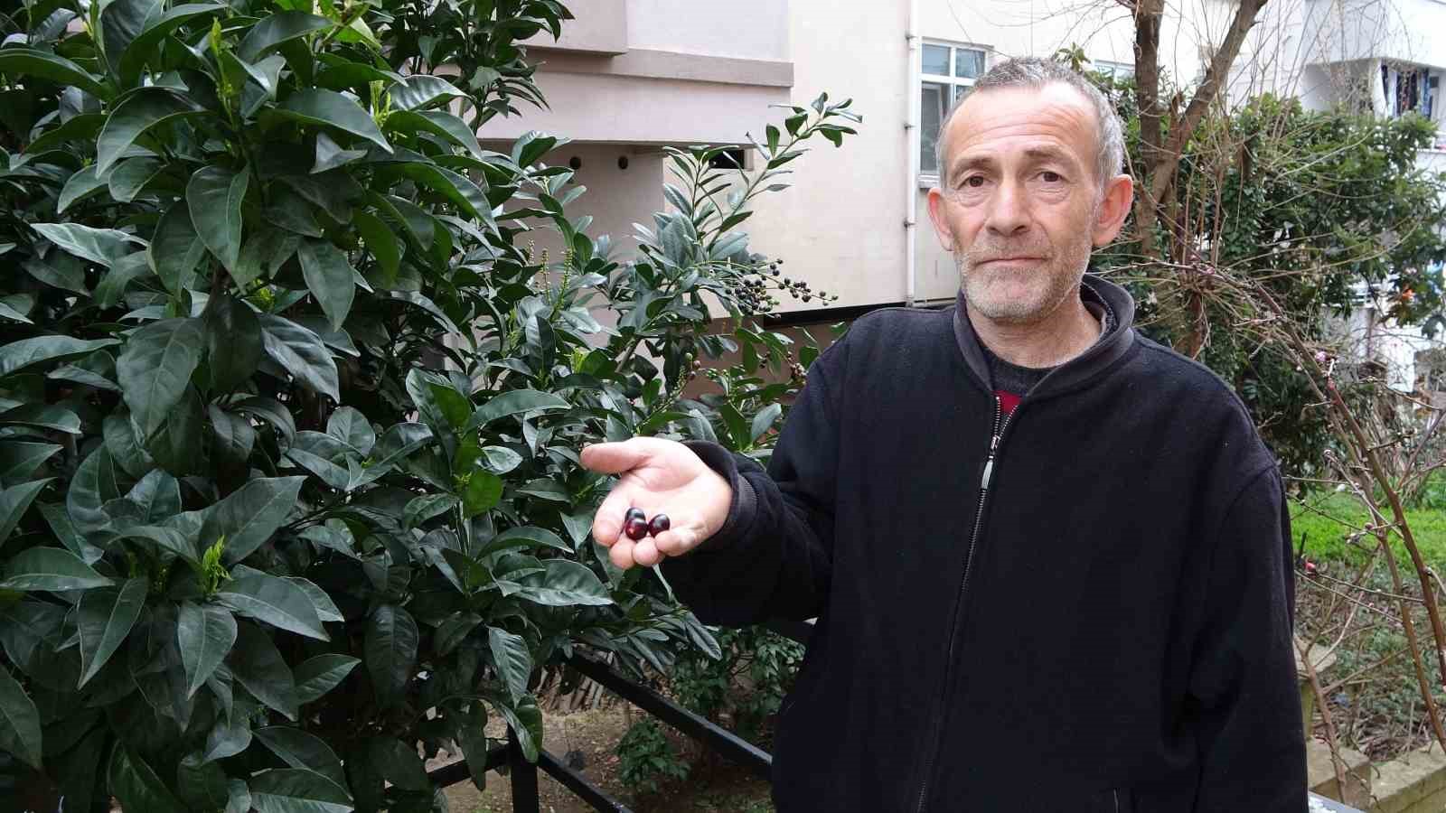 karayemis-agaci-mevsimine-3-ay-kala-meyve-verdi-tadi-cok-guzel