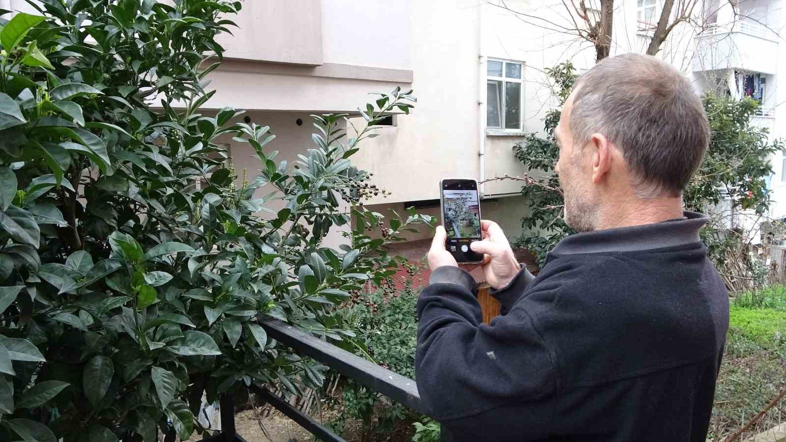 karayemis-agaci-mevsimine-3-ay-kala-meyve-verdi-tadi-cok-guzel