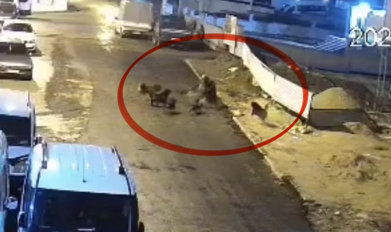 sokak-kopeklerinin-dehseti-kamerada-teravih-donusu-yasli-kadina-saldirdilar