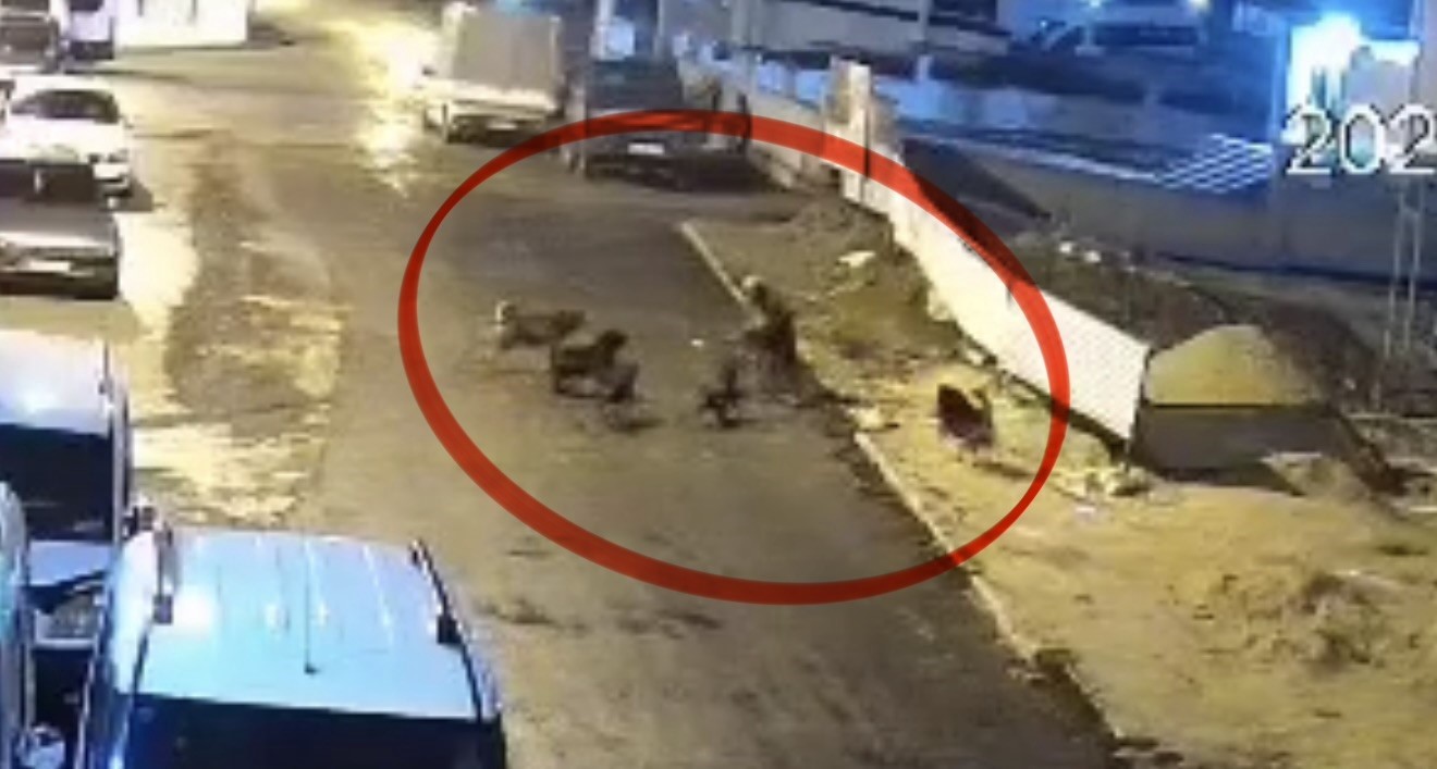 sokak-kopeklerinin-dehseti-kamerada-teravih-donusu-yasli-kadina-saldirdilar