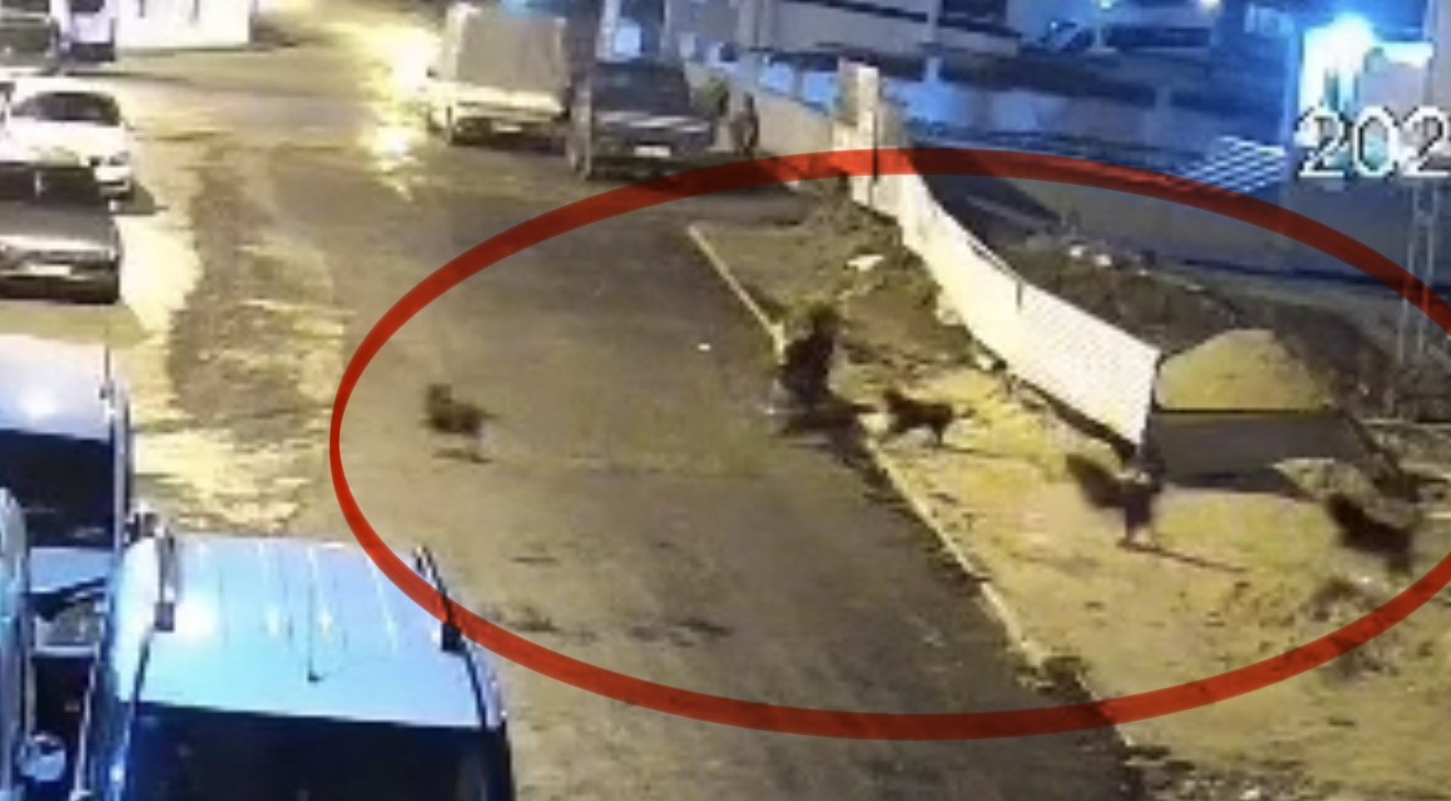 sokak-kopeklerinin-dehseti-kamerada-teravih-donusu-yasli-kadina-saldirdilar