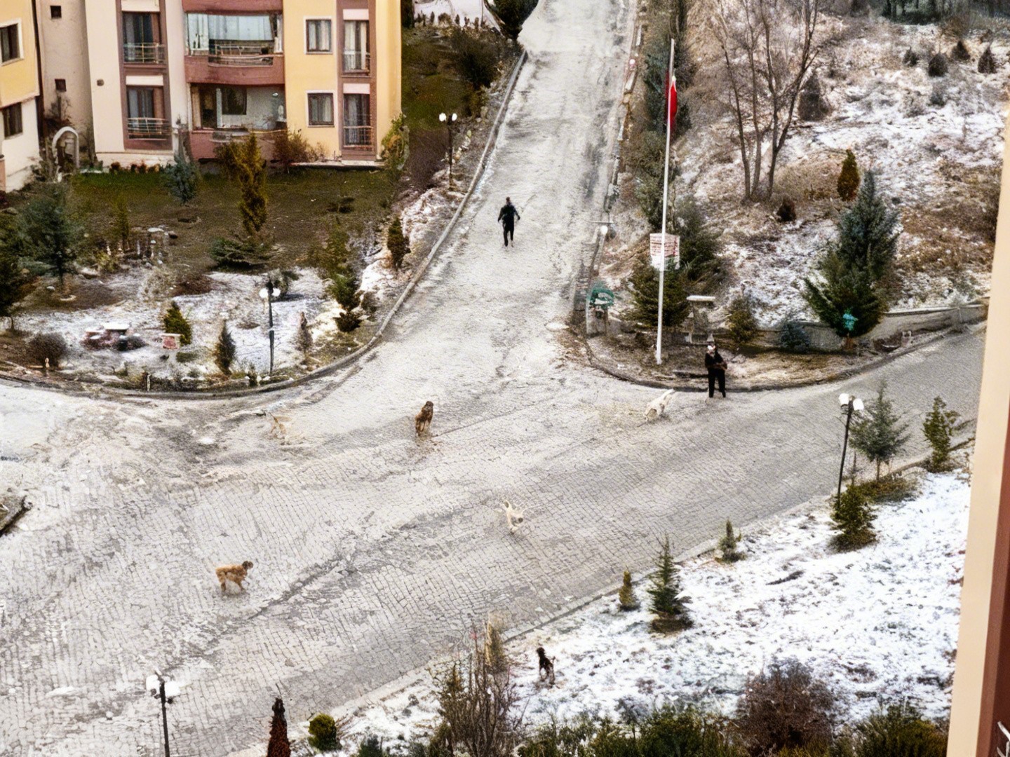 sokak-kopeklerinin-saldirisina-ugrayan-kadini-vatandaslar-kurtardi-o-anlar-kamerada