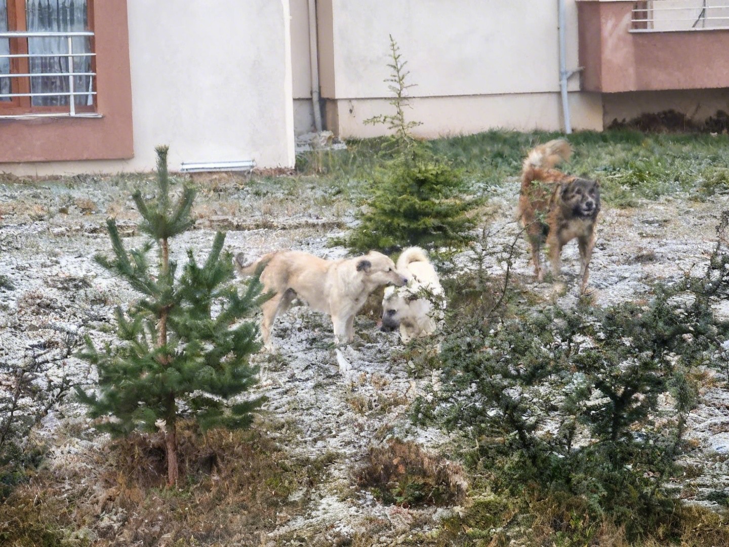 sokak-kopeklerinin-saldirisina-ugrayan-kadini-vatandaslar-kurtardi-o-anlar-kamerada