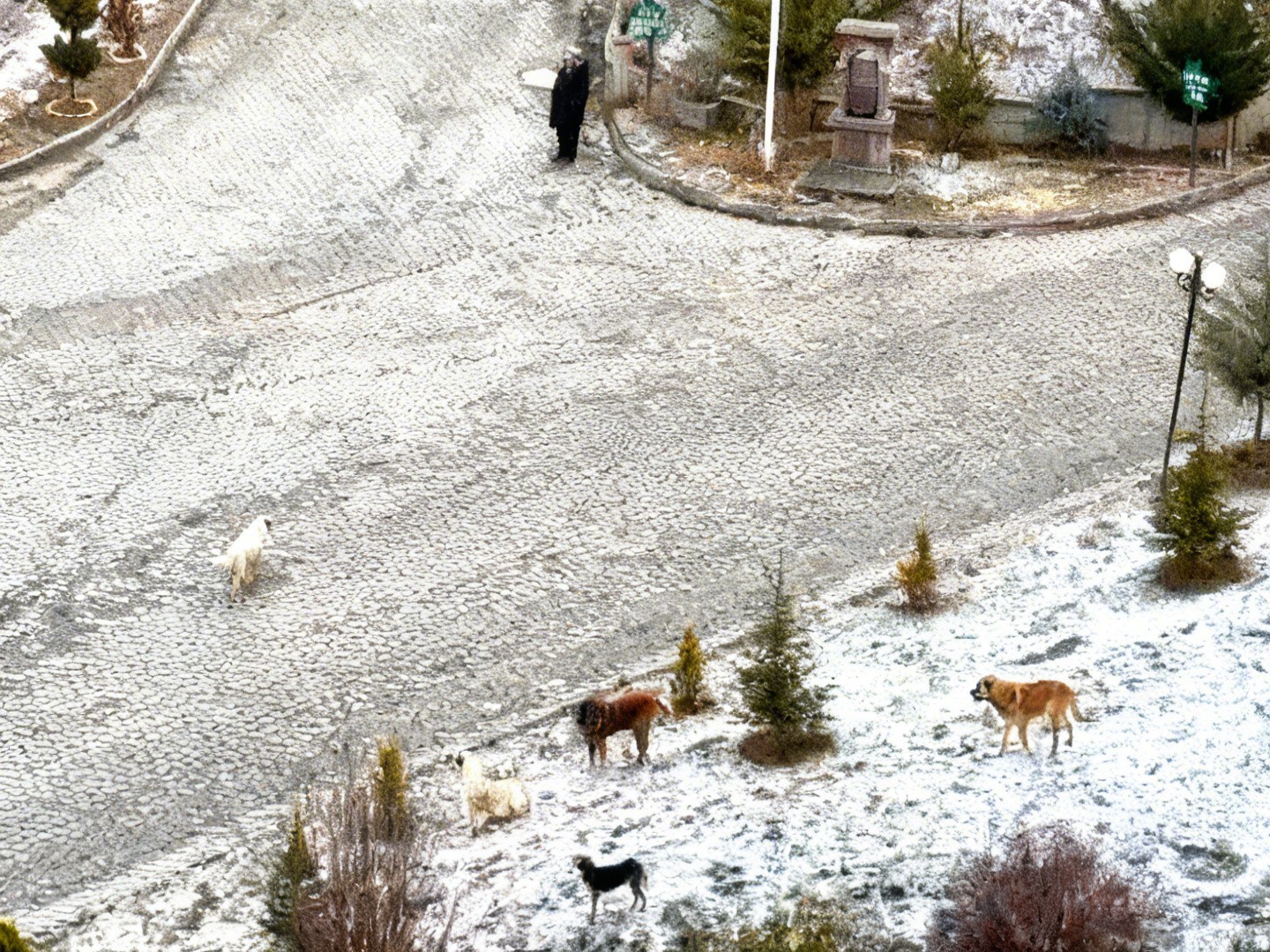 sokak-kopeklerinin-saldirisina-ugrayan-kadini-vatandaslar-kurtardi-o-anlar-kamerada