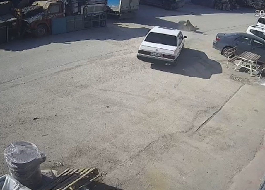 yolda-yatan-kopegi-ezdi-arkasina-bakmadan-uzaklasti