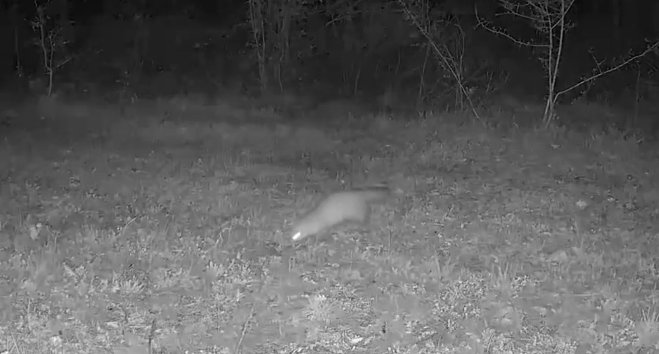 Yaban hayvanları fotokapanla görüntüleniyor