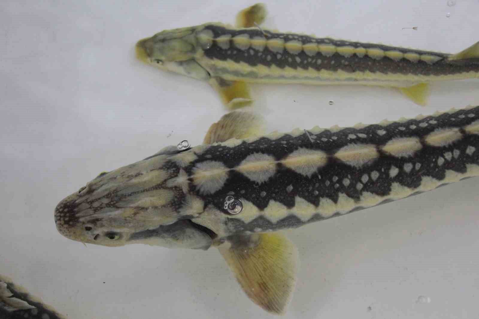 bu-baligin-havyari-siyah-inci-karadenize-8-bin-adet-dagitilacak-ciple-takip-edilecek