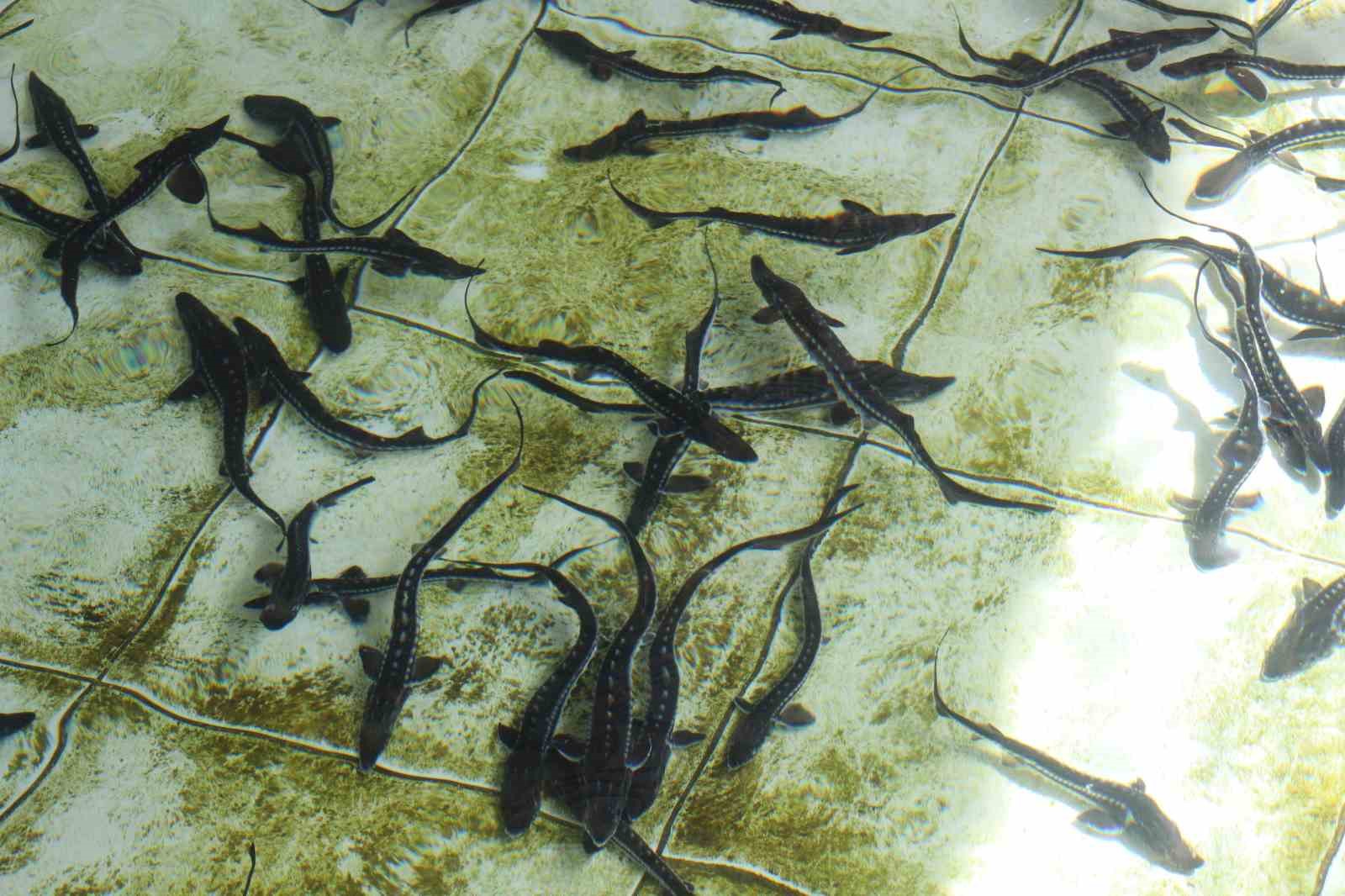 bu-baligin-havyari-siyah-inci-karadenize-8-bin-adet-dagitilacak-ciple-takip-edilecek