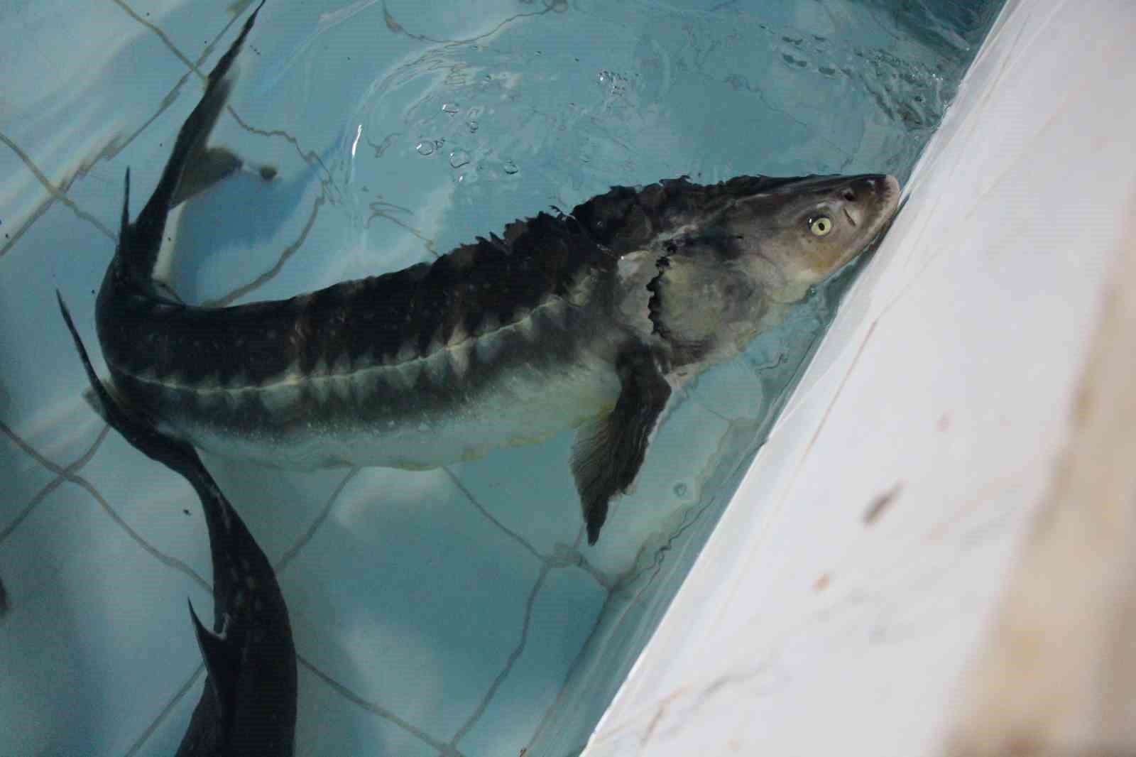 bu-baligin-havyari-siyah-inci-karadenize-8-bin-adet-dagitilacak-ciple-takip-edilecek