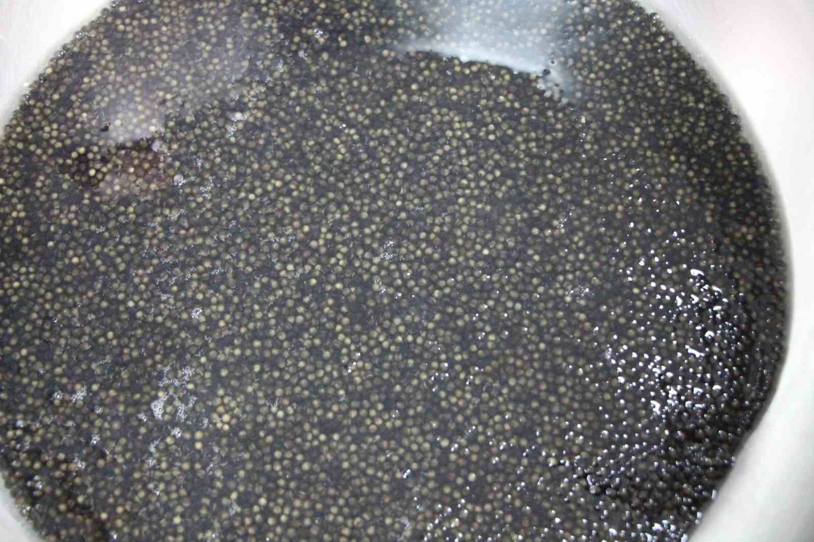 bu-baligin-havyari-siyah-inci-karadenize-8-bin-adet-dagitilacak-ciple-takip-edilecek