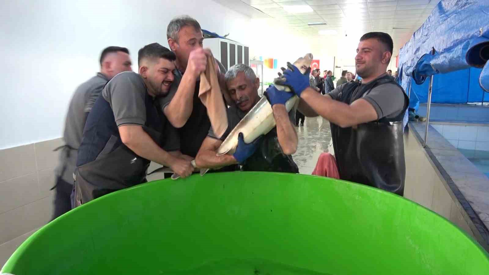 bu-baligin-havyari-siyah-inci-karadenize-8-bin-adet-dagitilacak-ciple-takip-edilecek