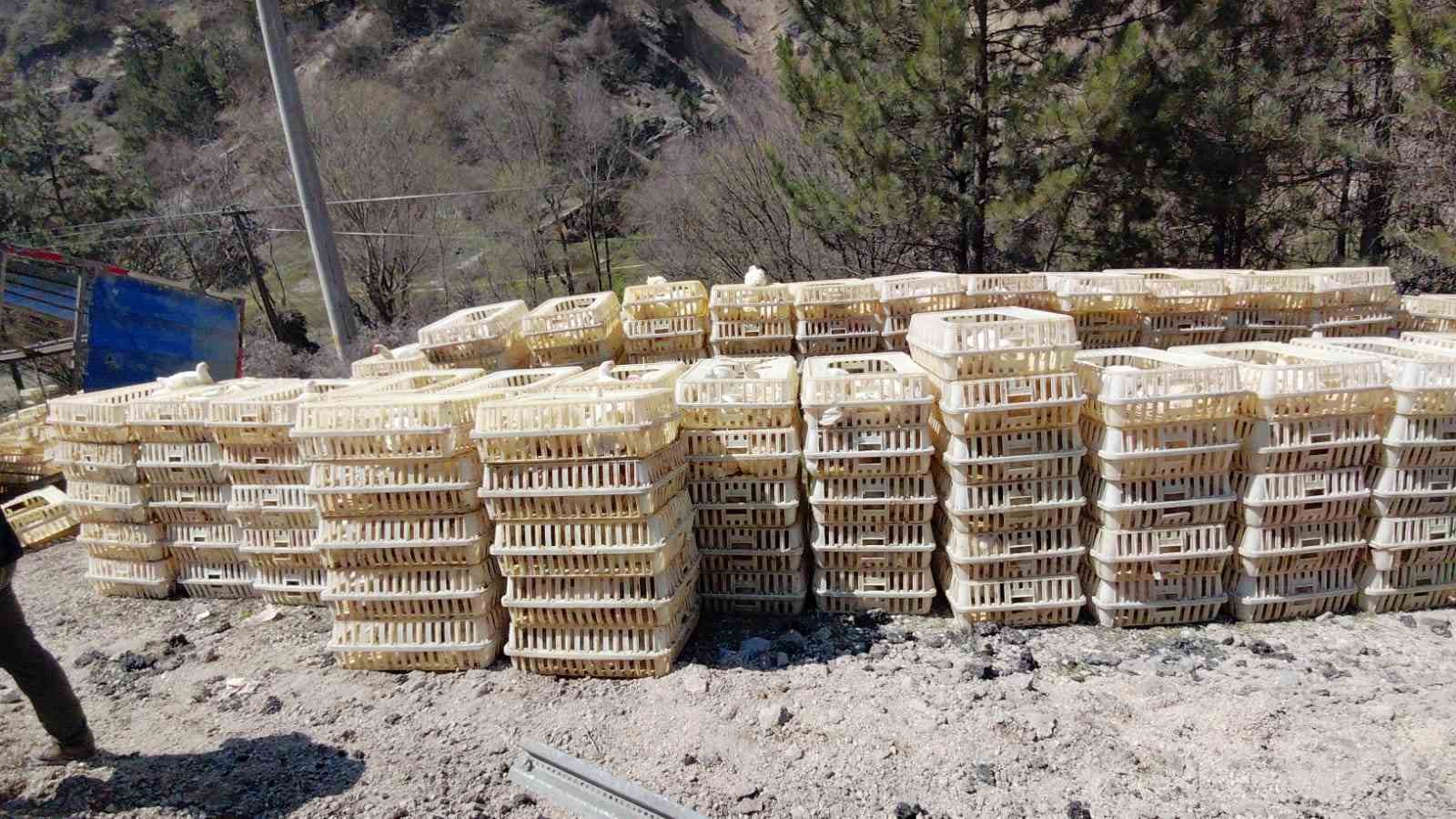 devrilen-kamyondan-surucu-kurtuldu-onlarca-tavuk-telef-oldu