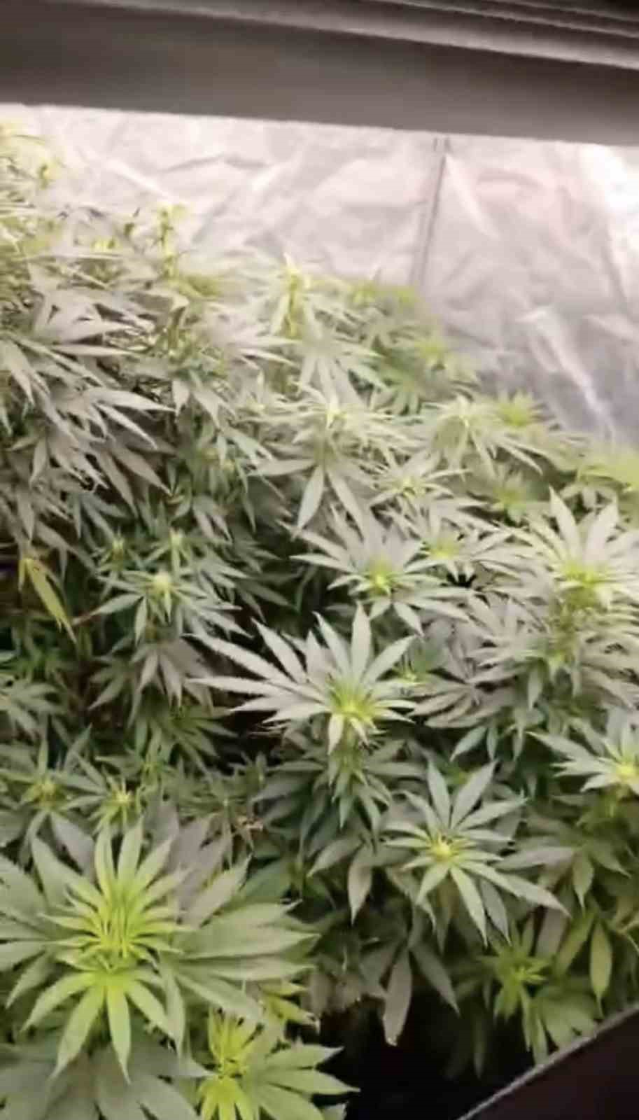 jandarmadan-evde-kenevir-operasyonu