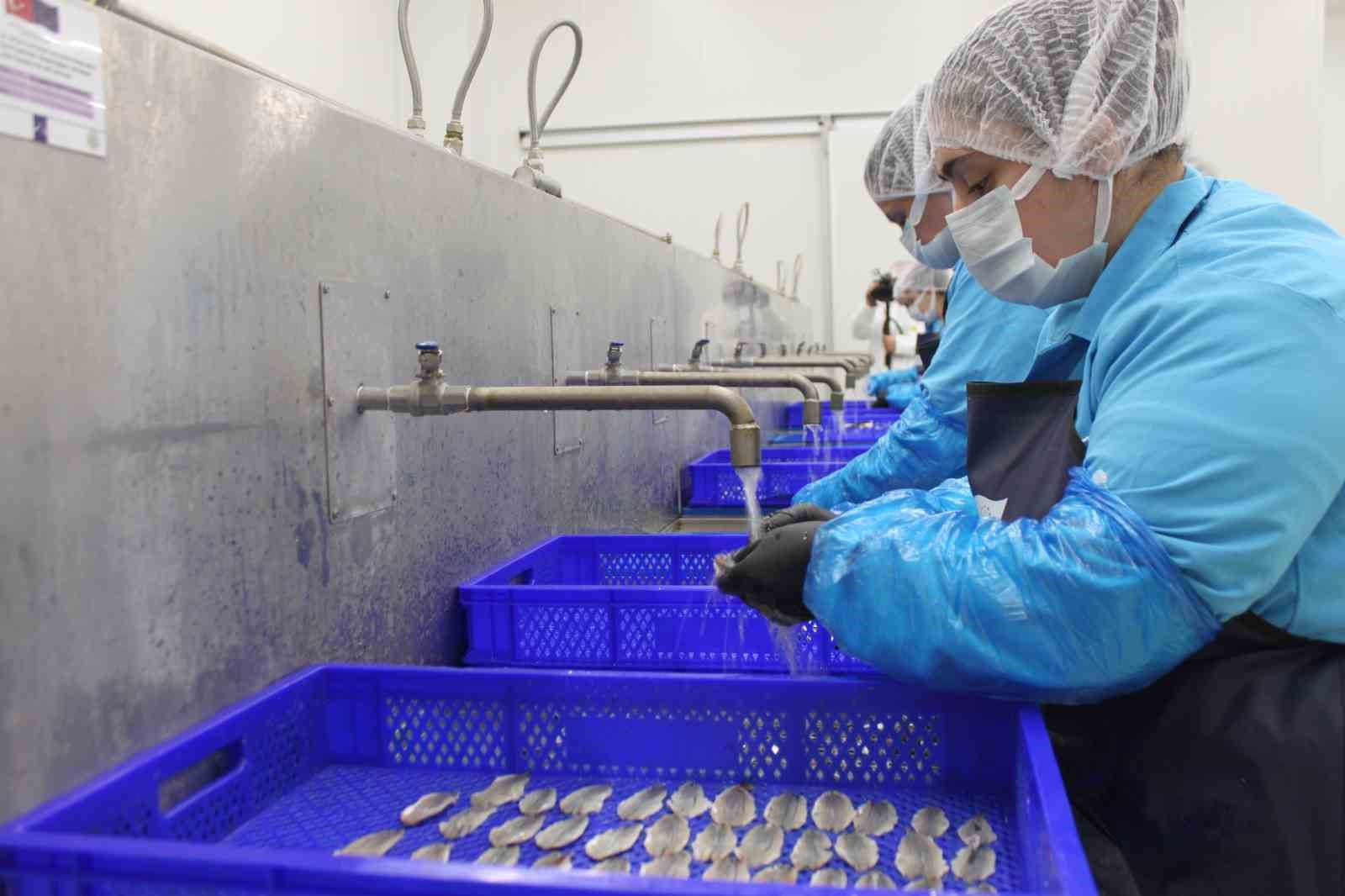 kadin-emegiyle-yukselen-deger-sinop-lakerdasi-markalasma-yolunda