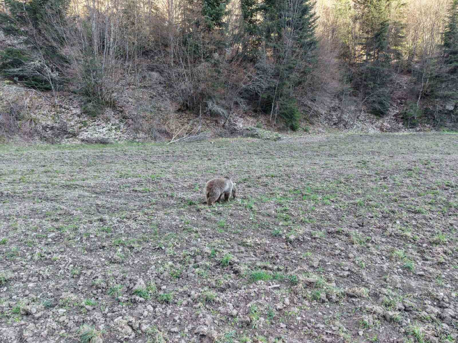 kis-uykusundan-uyanan-ayilar-ormanlik-alanda-beslenirken-goruntulendi