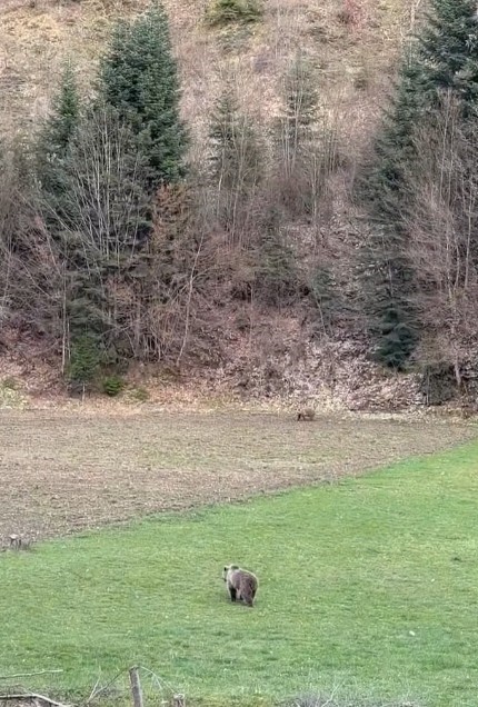 kis-uykusundan-uyanan-ayilar-ormanlik-alanda-beslenirken-goruntulendi