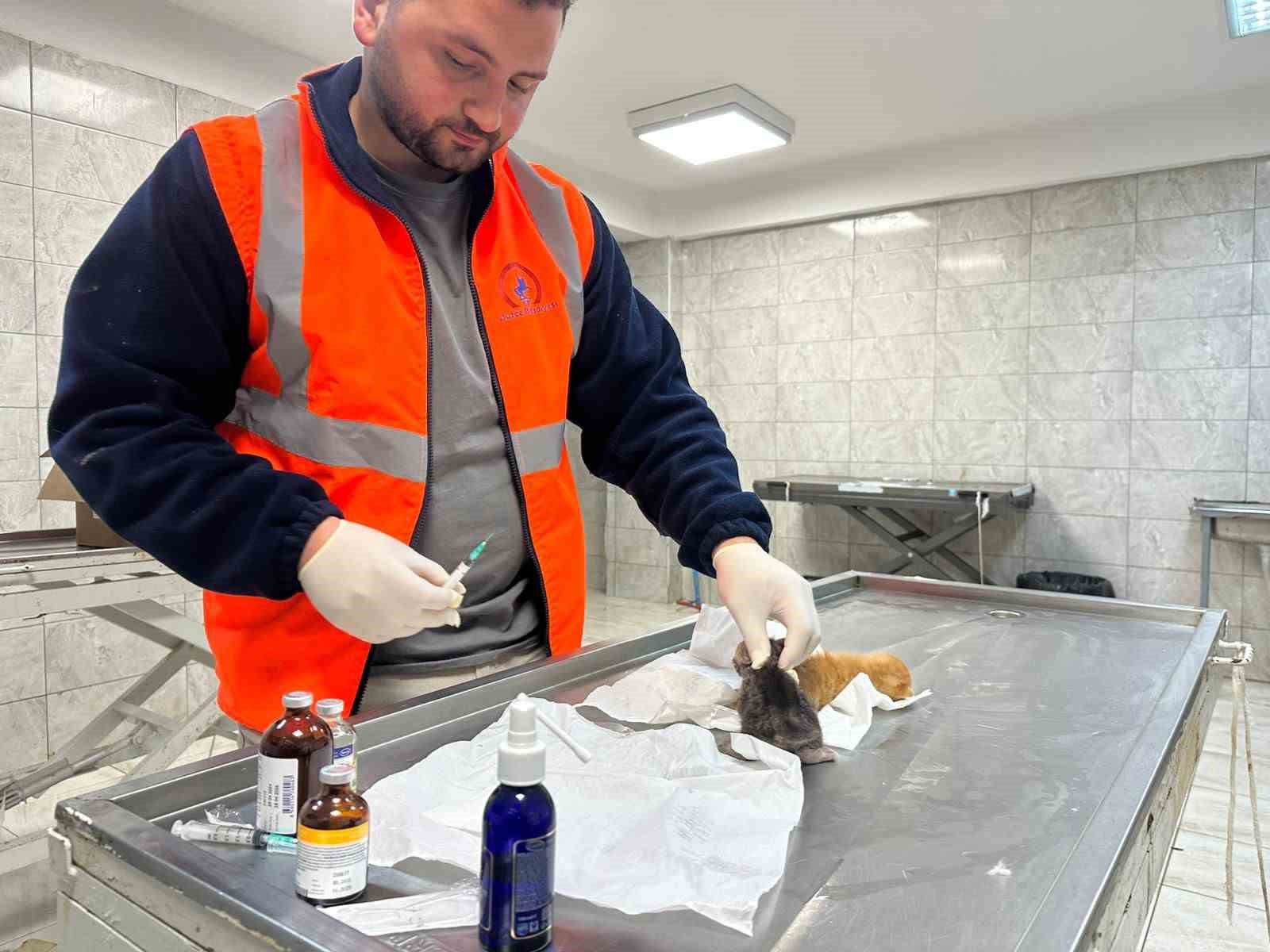 kucuk-kizin-duyarliligi-sayesinde-2-yavru-kedi-kurtarildi