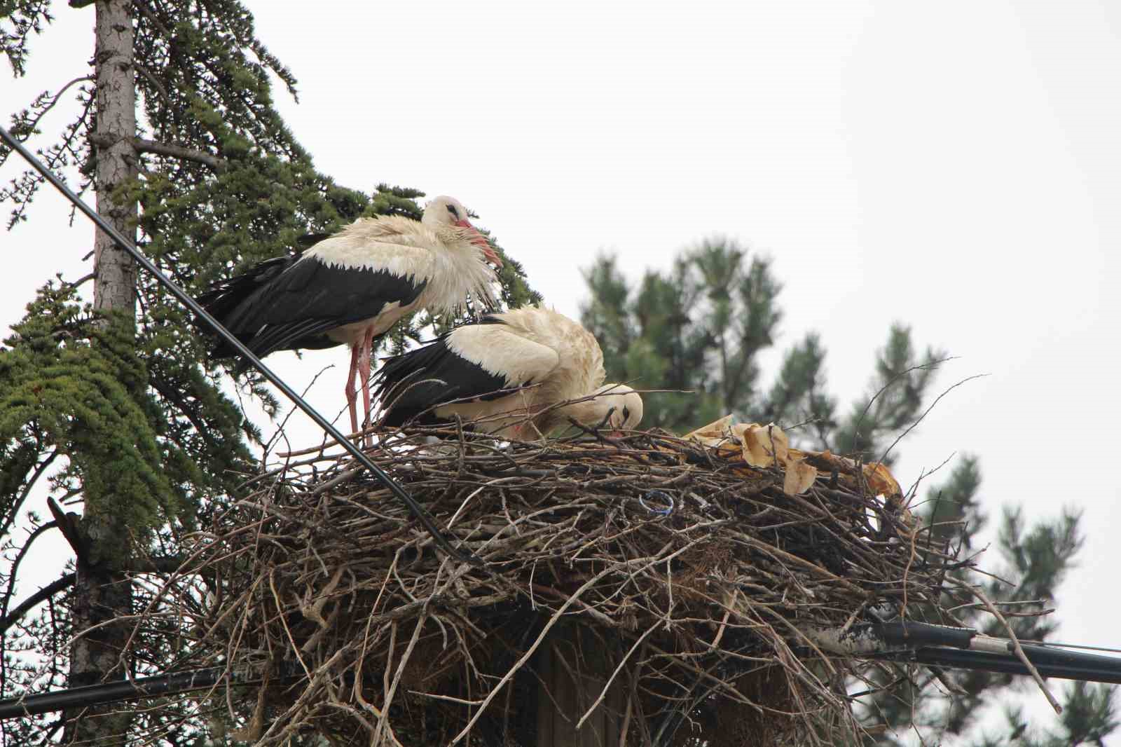 leyleklere-saygili-koy-butun-elektrik-direkleri-yuva-oldu-leylekler-icin-tedbir-alindi