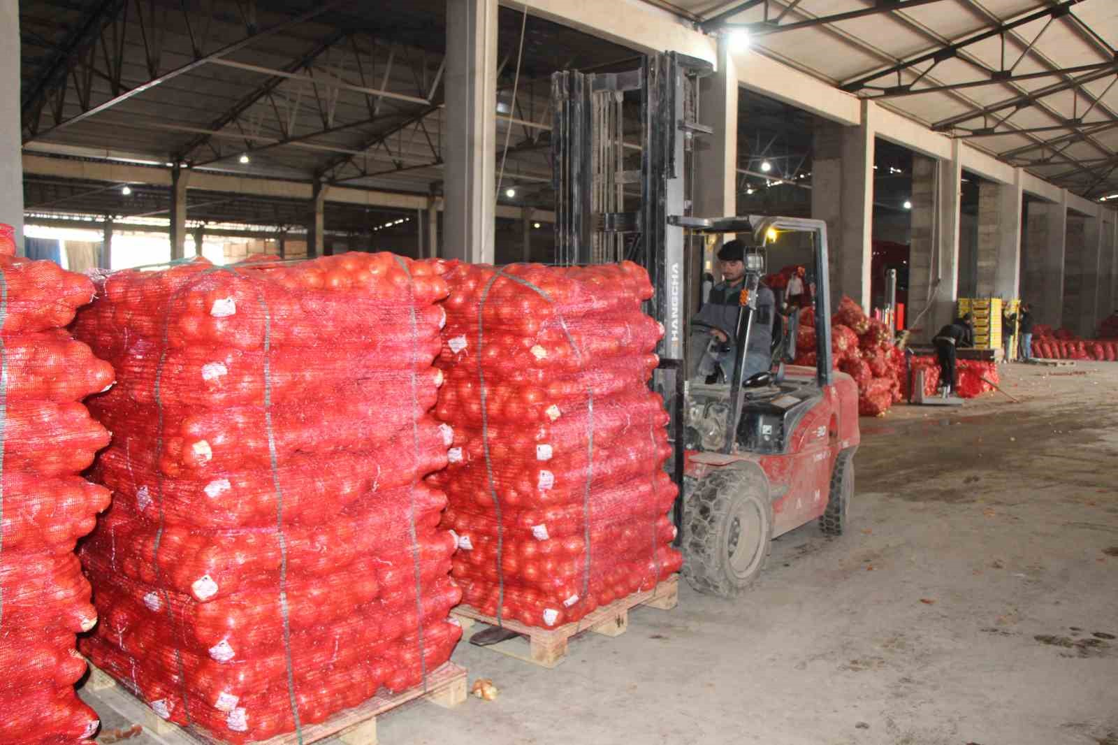 pazarin-en-ucuzu-sogan-amasyadan-avrupaya-gonderiliyor