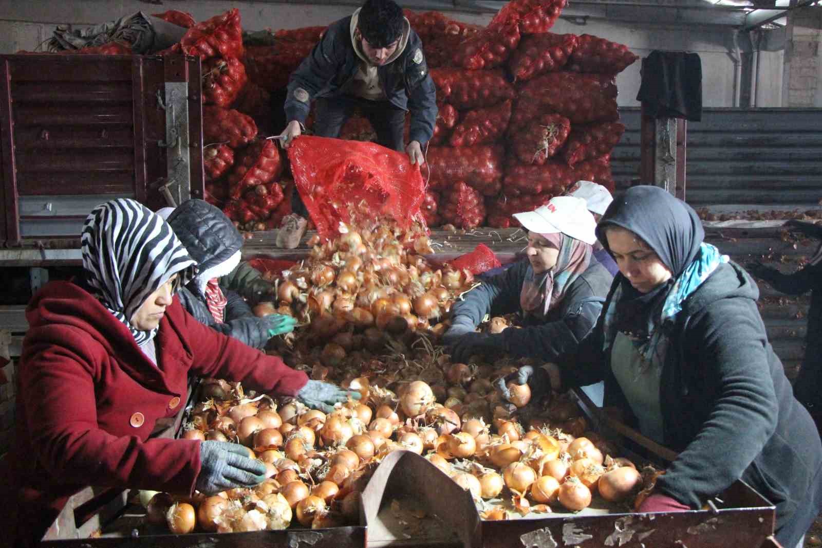 pazarin-en-ucuzu-sogan-amasyadan-avrupaya-gonderiliyor