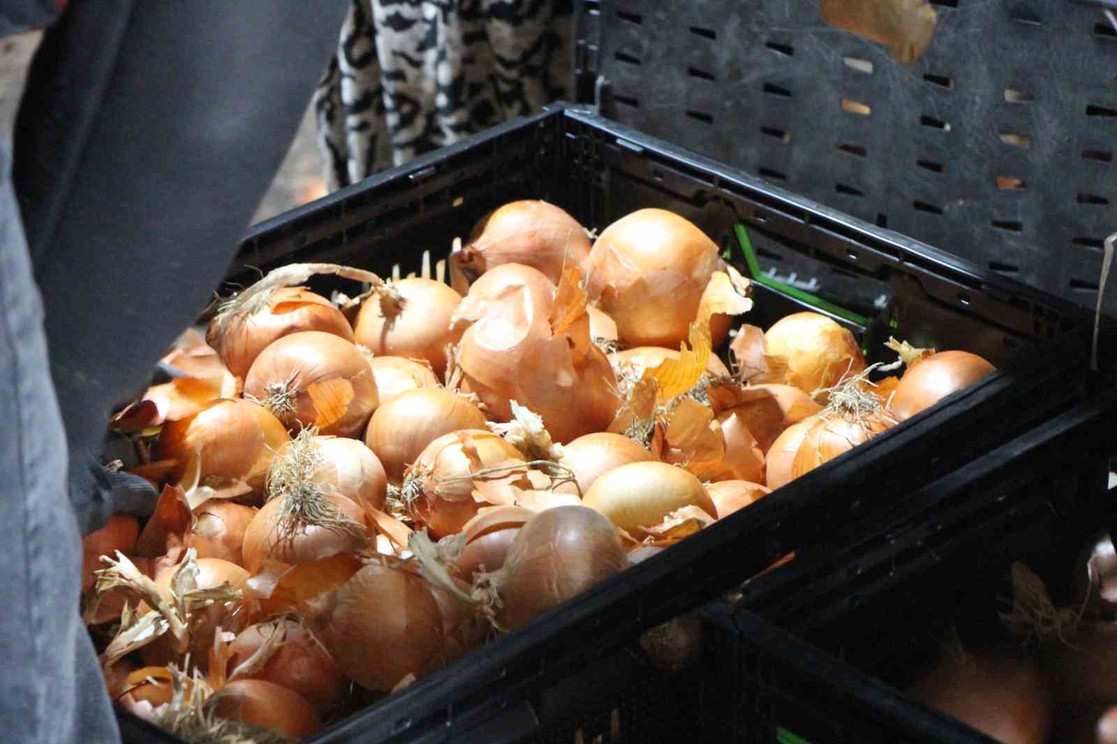 pazarin-en-ucuzu-sogan-amasyadan-avrupaya-gonderiliyor