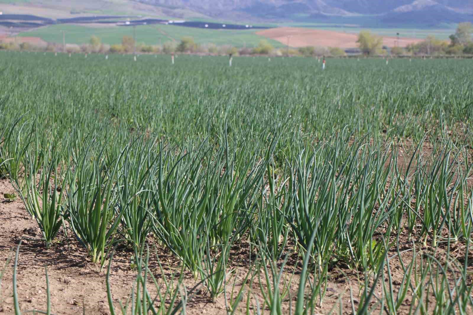 pazarin-en-ucuzu-sogan-amasyadan-avrupaya-gonderiliyor