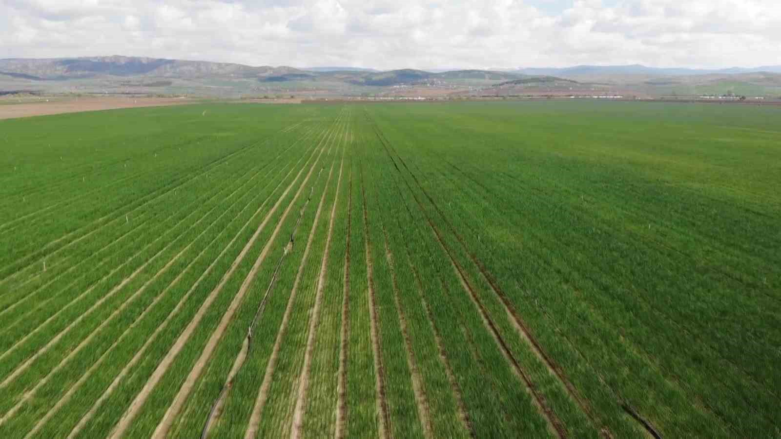 pazarin-en-ucuzu-sogan-amasyadan-avrupaya-gonderiliyor