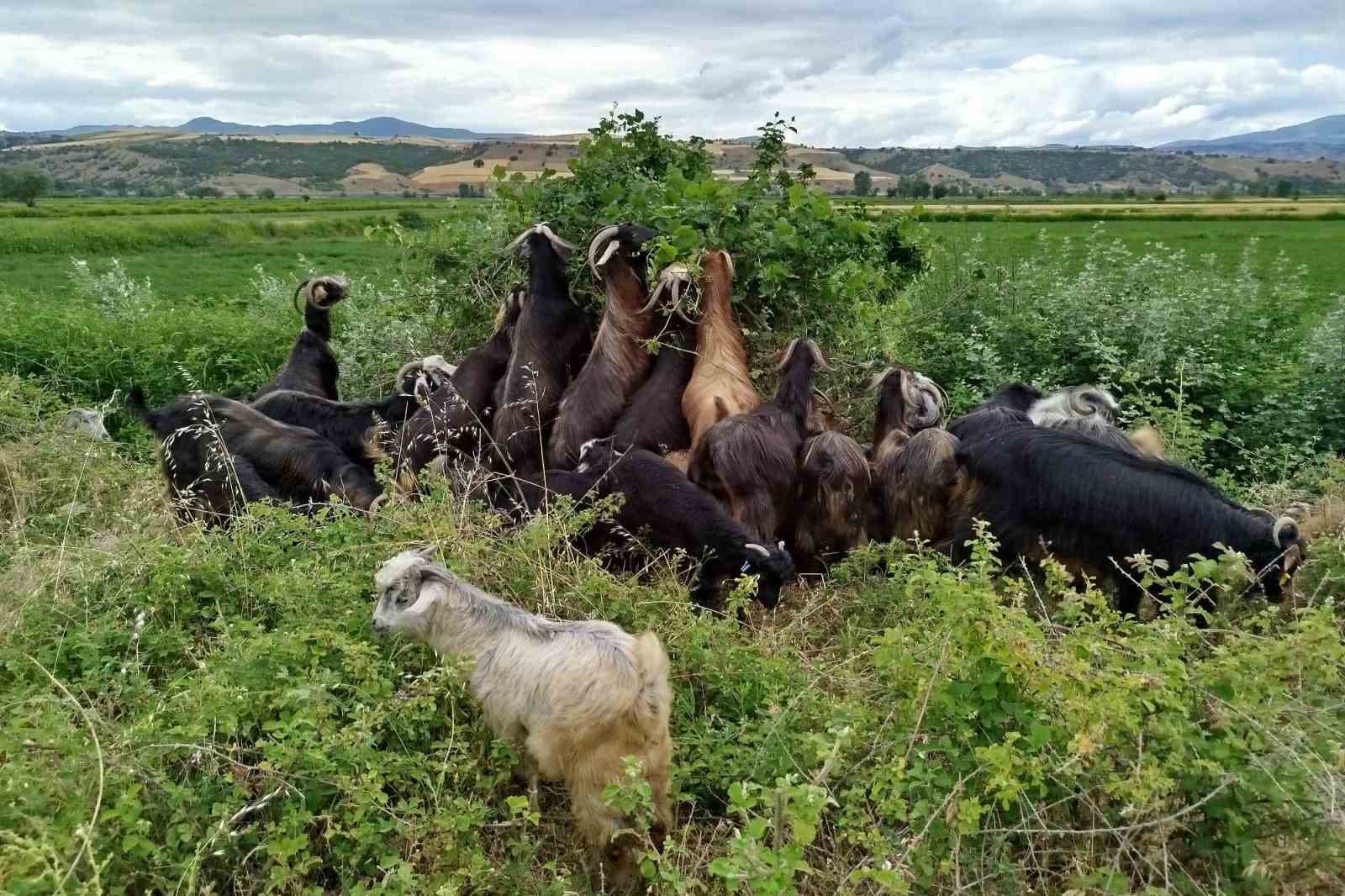 sattigi-kecilerinin-parasini-alamayan-yasli-adam-sagligindan-da-oldu