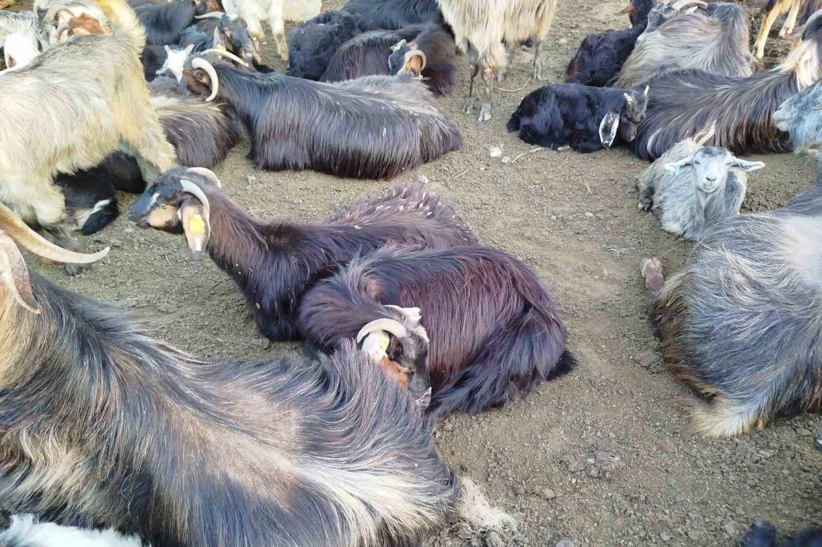 sattigi-kecilerinin-parasini-alamayan-yasli-adam-sagligindan-da-oldu