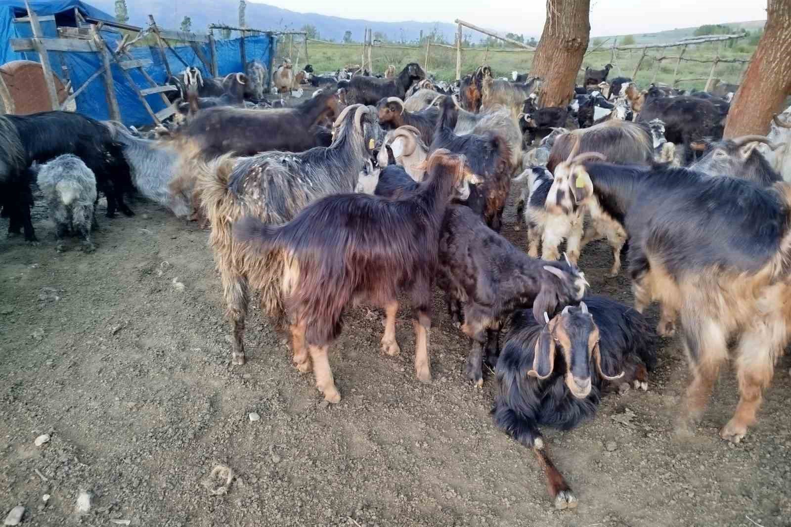 sattigi-kecilerinin-parasini-alamayan-yasli-adam-sagligindan-da-oldu