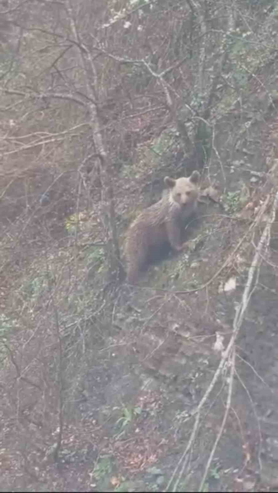 sinopta-yavru-ayi-yolda-goruntulendi