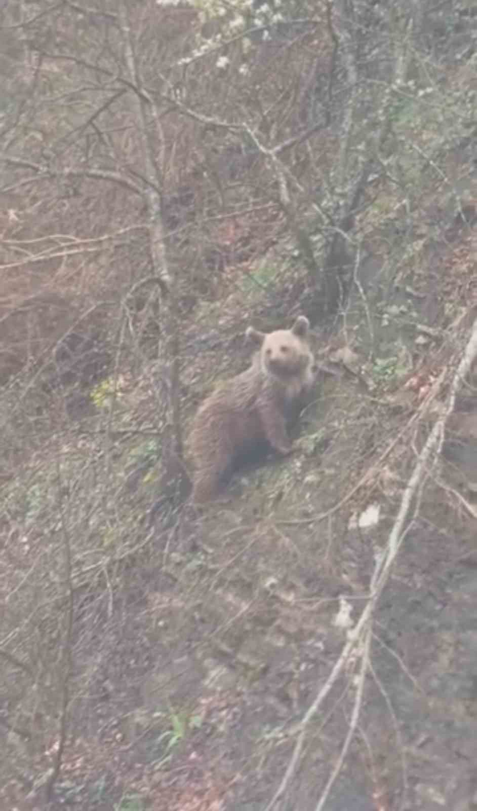 sinopta-yavru-ayi-yolda-goruntulendi